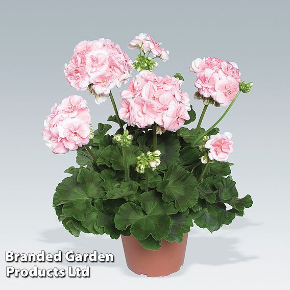 Geranium Giant 'Salmon Princess'