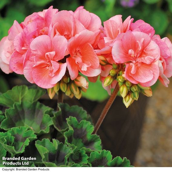 Geranium Giants Collection