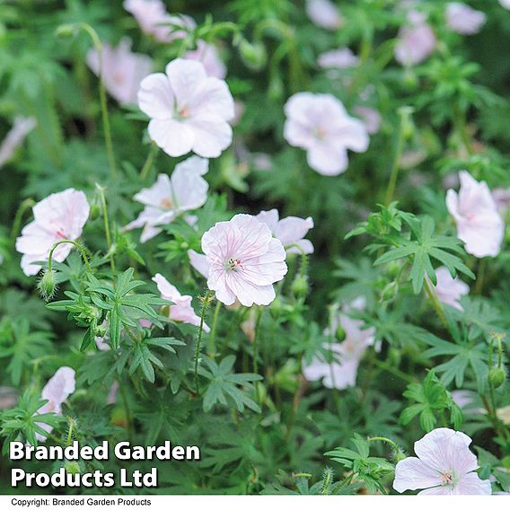 Geranium Hardy Mixed