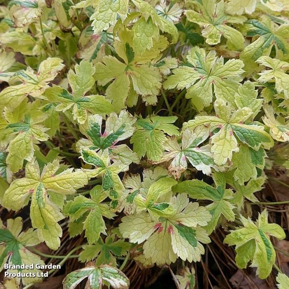 Geranium oxonianum 'Spring Fling'