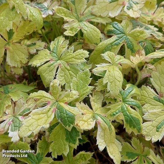 Geranium oxonianum 'Spring Fling'