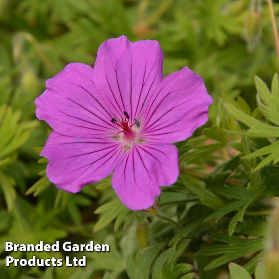 Geranium sanguineum 'Tiny Monster'