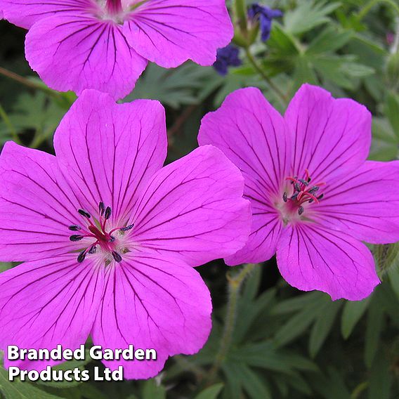 Geranium sanguineum 'Tiny Monster'