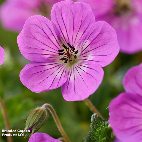 Geranium wallichianum 'Kelly-Anne'