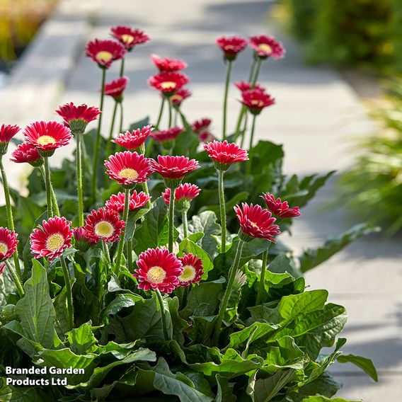 Gerbera garvinea Cheeky Collection