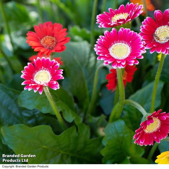 Gerbera garvinea Cheeky Collection