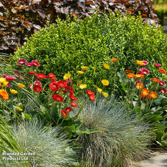 Gerbera garvinea Cheeky Collection