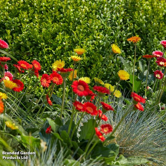 Gerbera garvinea Cheeky Collection