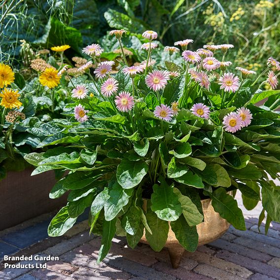 Gerbera garvinea Cheeky Collection
