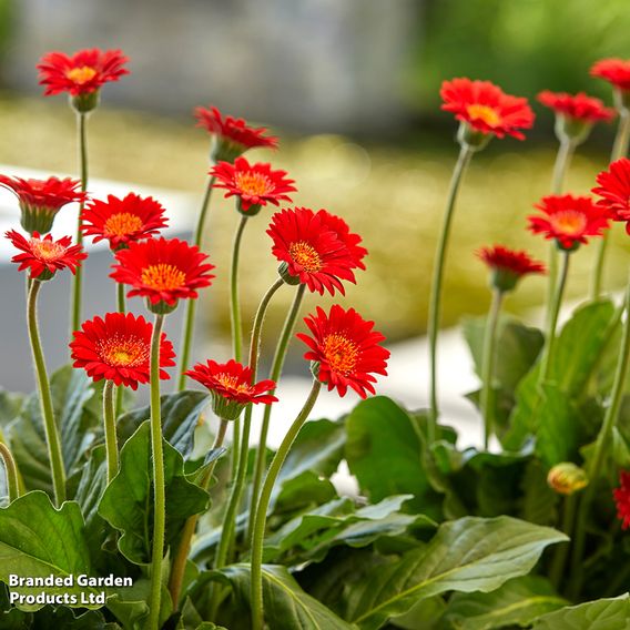 Gerbera garvinea Cheeky Collection