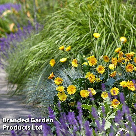 Gerbera garvinea 'Cheeky Yellow'