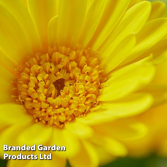 Gerbera garvinea 'Cheeky Yellow'