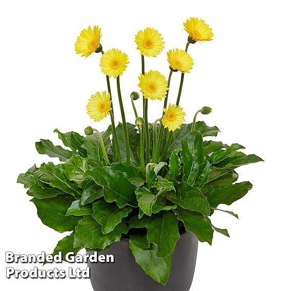 Gerbera garvinea 'Cheeky Yellow'