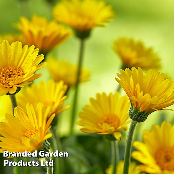 Gerbera garvinea 'Cheeky Yellow'
