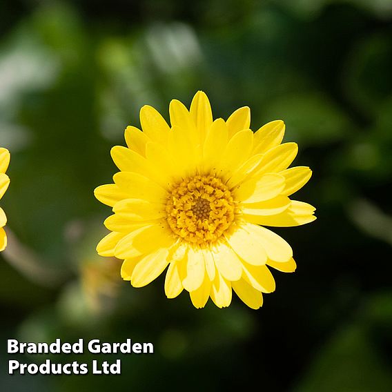 Gerbera garvinea 'Cheeky Yellow'