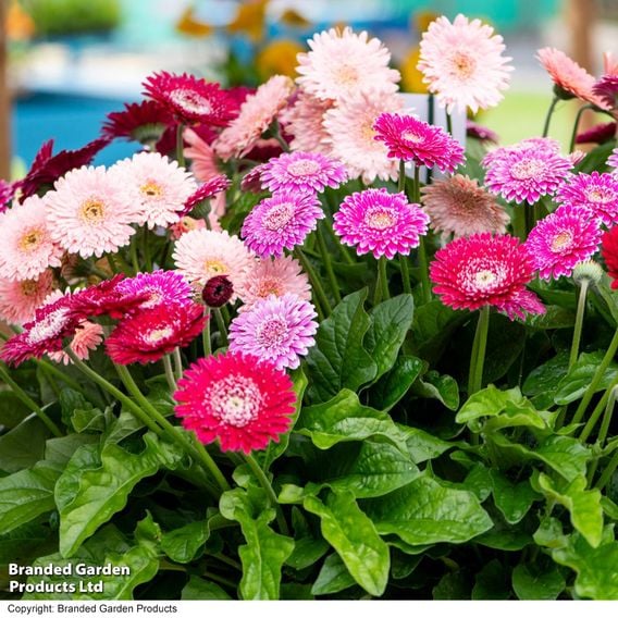 Gerbera 'Pretty In Pink' Collection
