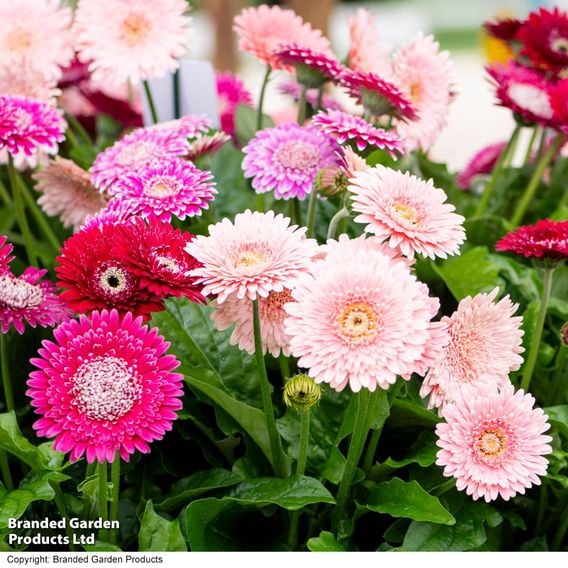 Gerbera 'Pretty In Pink' Collection