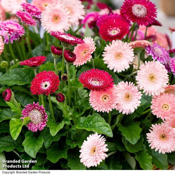 Gerbera 'Pretty In Pink' Collection