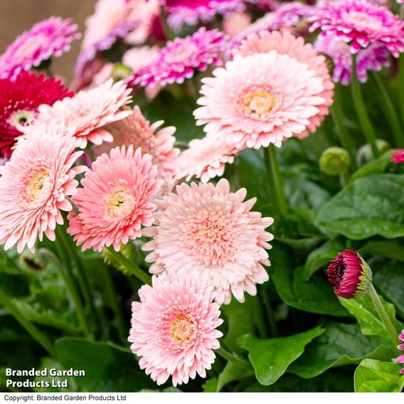 Gerbera garvinea 'Majestic Light Pink'