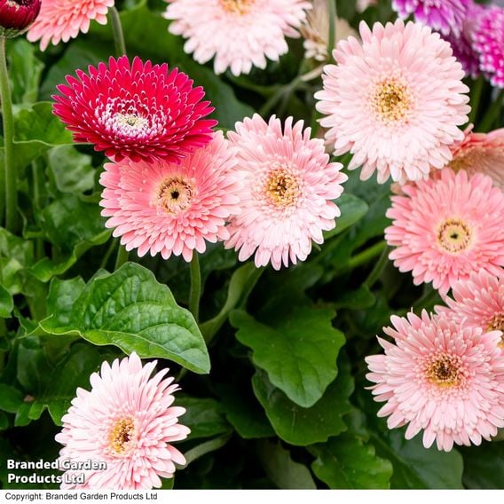 Gerbera garvinea 'Majestic Light Pink'