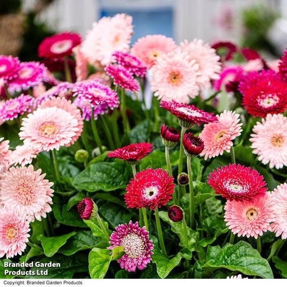 Gerbera 'Pretty In Pink' Collection