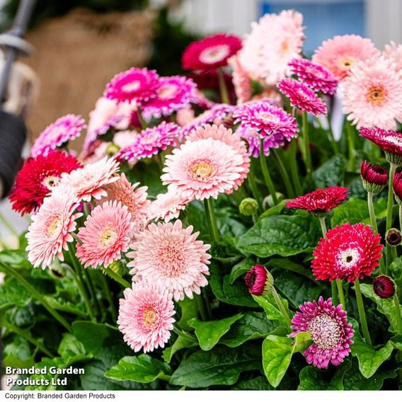 Gerbera 'Pretty In Pink' Collection