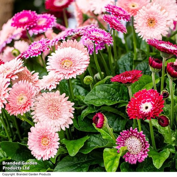 Gerbera 'Pretty In Pink' Collection
