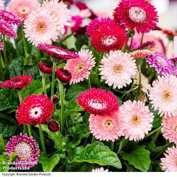 Gerbera 'Pretty In Pink' Collection