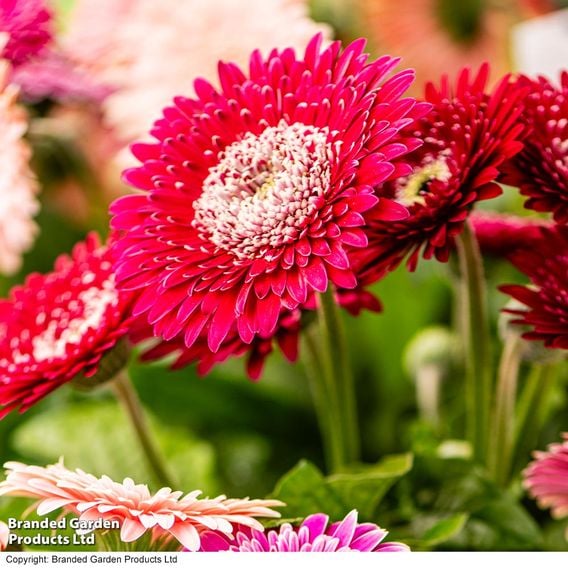 Gerbera garvinea 'Majestic Burgundy'