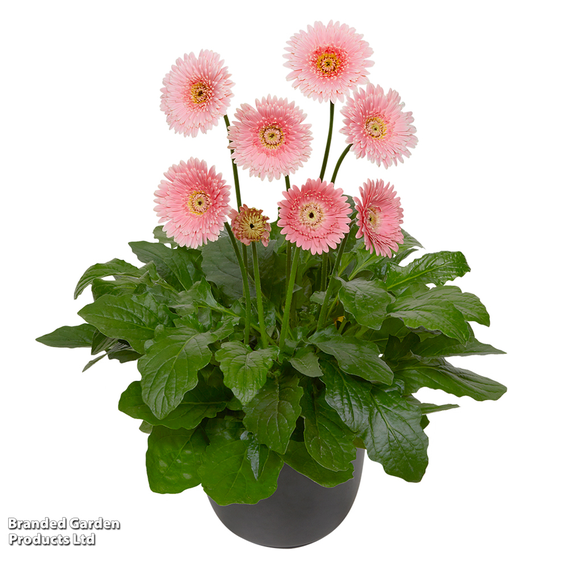 Gerbera garvinea 'Majestic Light Pink'