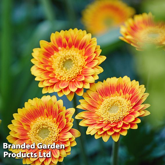 Gerbera 'Garvinea Sweet Blaze'