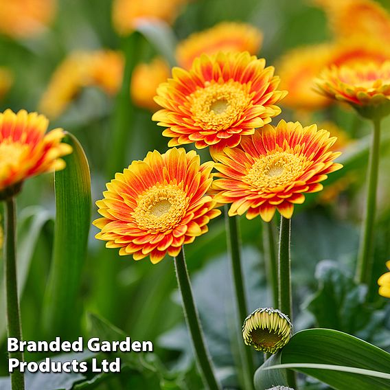 Gerbera 'Garvinea Sweet Blaze'