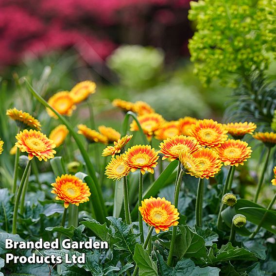 Gerbera 'Garvinea Sweet Blaze'