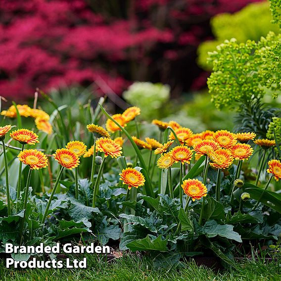Gerbera 'Garvinea Sweet Blaze'