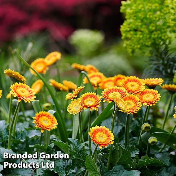 Gerbera 'Garvinea Sweet Blaze'