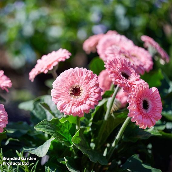 Gerbera 'Garvinea Sweet Pastry'