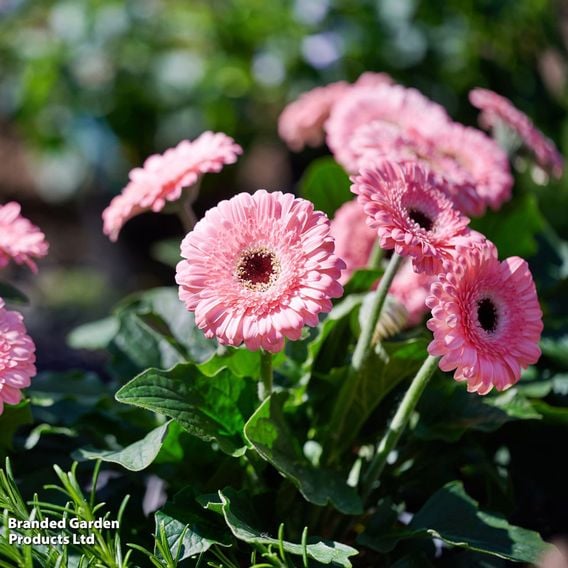 Gerbera 'Garvinea Sweet Pastry'