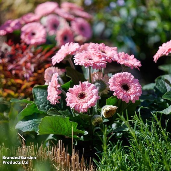 Gerbera 'Garvinea Sweet Pastry'