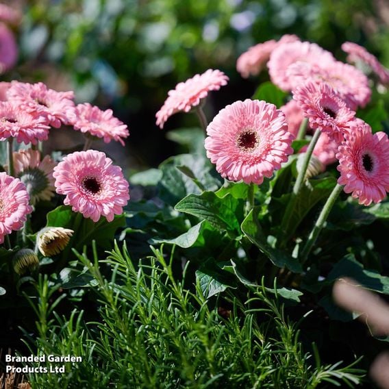 Gerbera 'Garvinea Sweet Pastry'