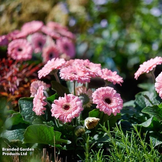 Gerbera 'Garvinea Sweet Pastry'