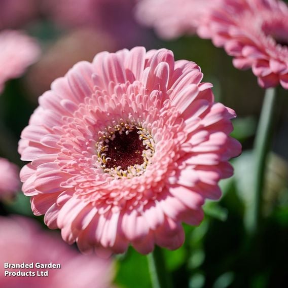 Gerbera 'Garvinea Sweet Pastry'