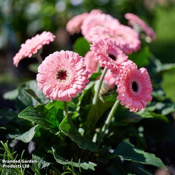Gerbera 'Garvinea Sweet Pastry'