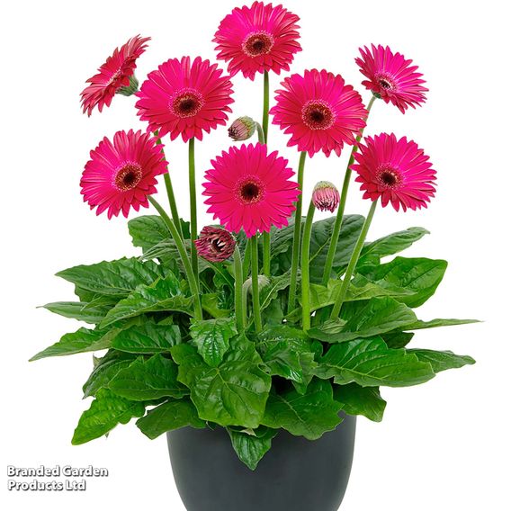 Gerbera 'Garvinea Sweet Sparkle'