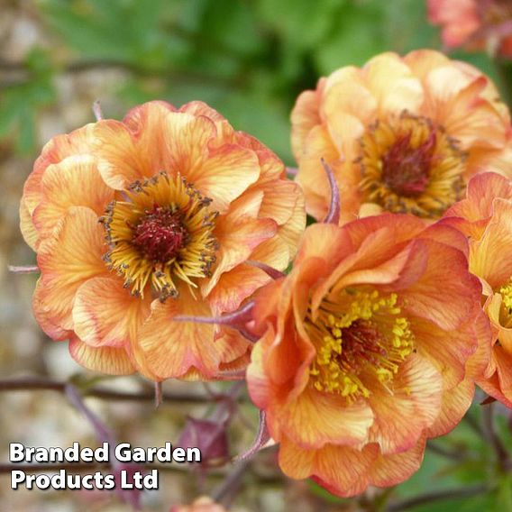 Geum 'Alabama Slammer'