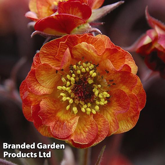 Geum 'Alabama Slammer'