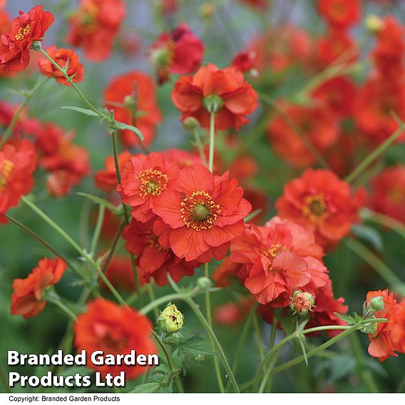 Geum 'Blazing Sunset'