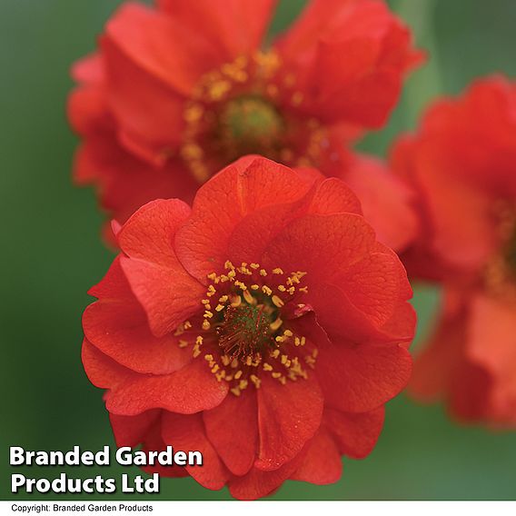 Geum 'Blazing Sunset'