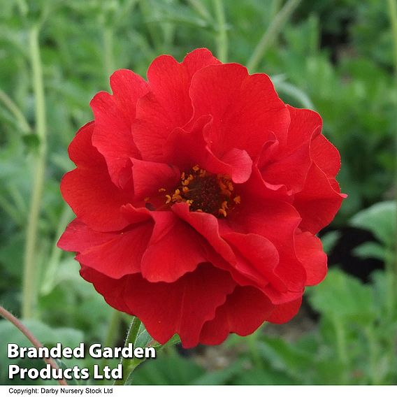 Geum 'Blazing Sunset'