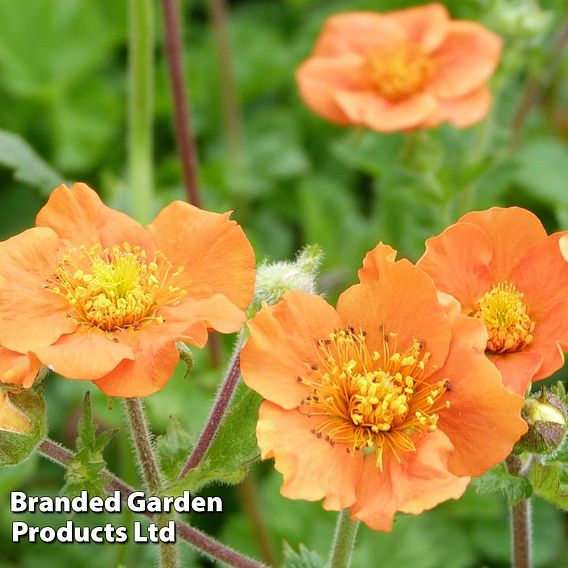 Geum coccineum 'Cooky'