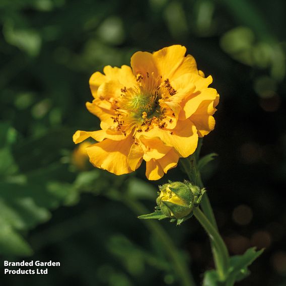 Geum 'Lady Stratheden'